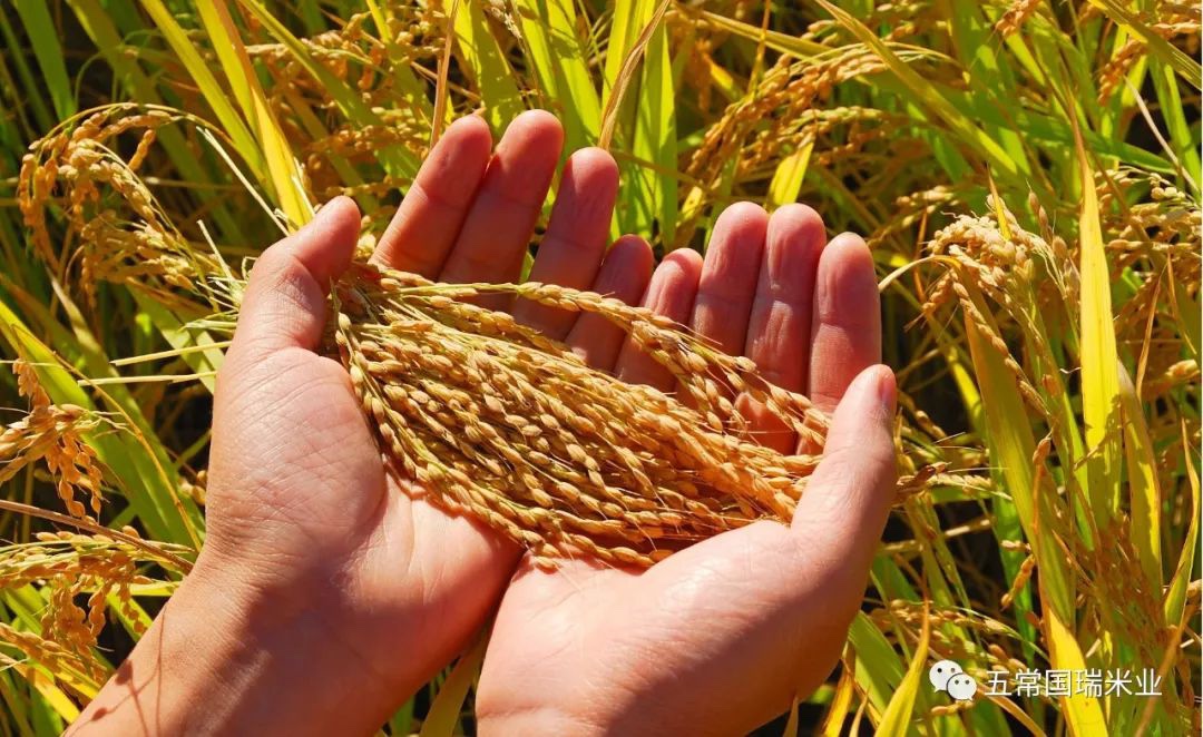 關于大米 &mdash; 你應該知道的一個故事